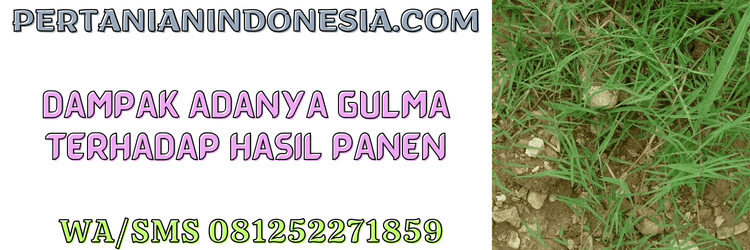 dampak,gulma,rumput liar,budidaya,tanaman,pertanian indonesia